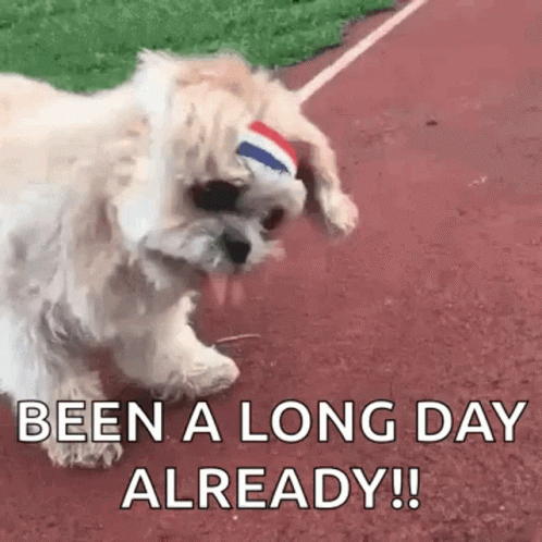 A Small White Dog Wearing A Headband On A Track . GIF
