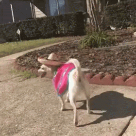 A Small White Dog Wearing A Sombrero And A Pink Shirt Is Walking Down A Sidewalk GIF