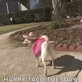 A Small White Dog Wearing A Sombrero And A Pink Shirt Is Walking Down A Sidewalk . GIF
