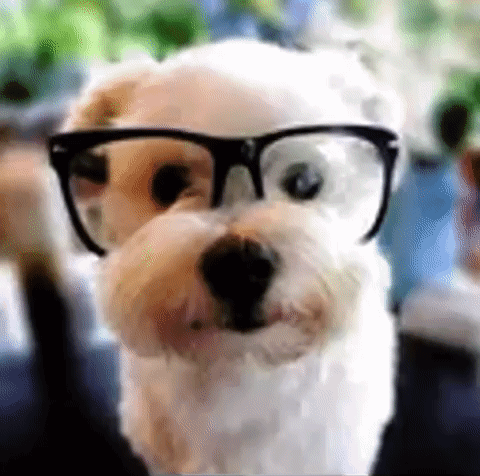 A Small White Dog Wearing Glasses Is Looking At The Camera And Smiling . GIF