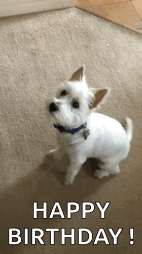 A Small White Dog With A Blue Collar Is Sitting On A Carpet And Looking Up At The Camera . GIF
