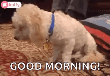 A Small White Dog With A Blue Collar Is Standing On A Rug And Says `` Good Morning '' . GIF