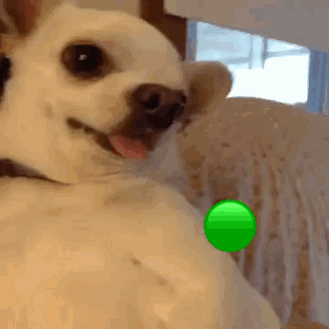 A Small White Dog With A Green Ball On Its Neck GIF