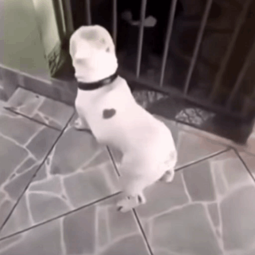 A Small White Dog With A Heart On Its Chest Is Standing On Its Hind Legs GIF