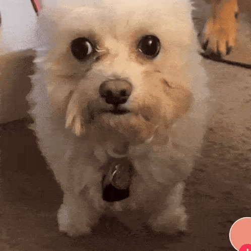 A Small White Dog With A Tag On Its Neck Looks At The Camera GIF