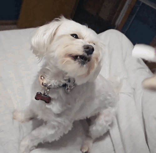 A Small White Dog With A Tag That Says Bone On It GIF
