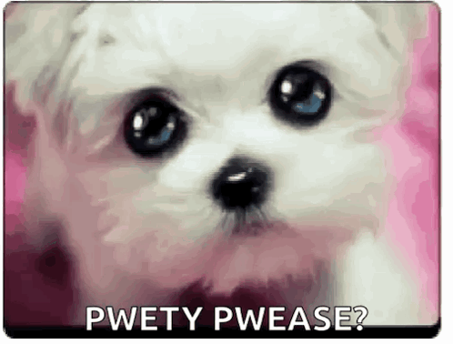A Small White Dog With Blue Eyes Is Sitting On A Pink Surface With The Words `` Pwetty Pwease '' . GIF