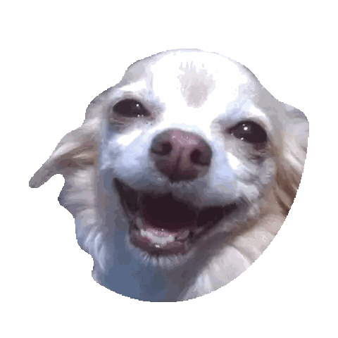 a small white dog with its mouth open