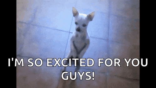 a small white dog with the words i 'm so excited for you guys