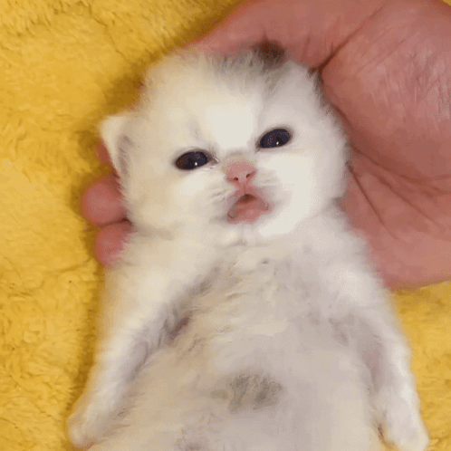 A Small White Kitten Is Being Held By A Person On A Yellow Blanket GIF