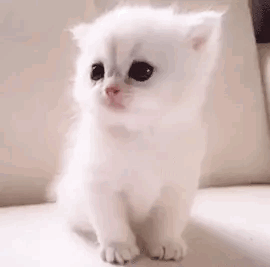 a small white kitten is sitting on a white couch .