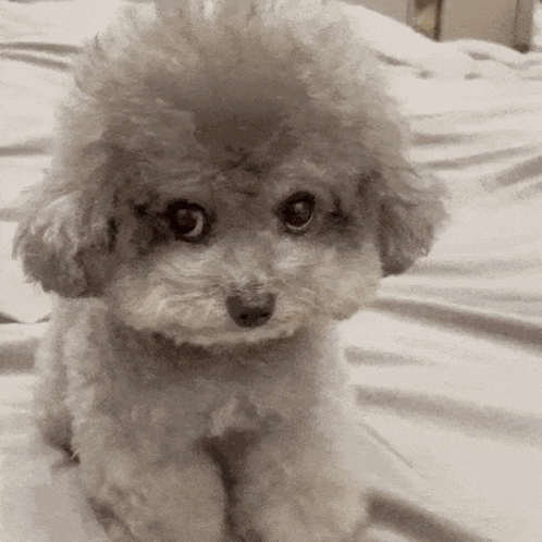 A Small White Poodle Sitting On A Bed Looking At The Camera GIF