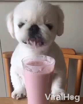 A Small White Puppy Is Drinking A Pink Milkshake From A Glass . GIF