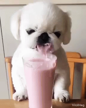 A Small White Puppy Is Drinking A Pink Milkshake From A Glass . GIF