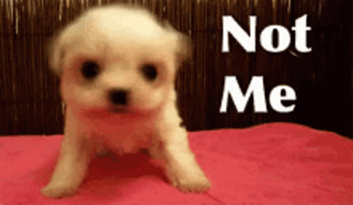 A Small White Puppy Is Sitting On A Pink Blanket With The Words " Not Me " Written Above It GIF