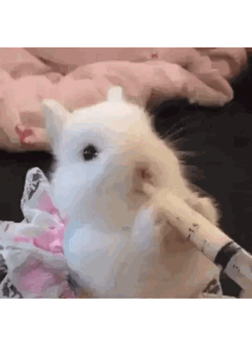a small white rabbit is eating a piece of food