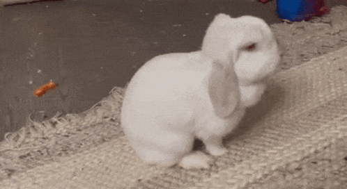 A Small White Rabbit Is Standing On A Carpet GIF