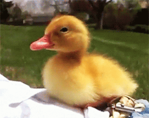 A Small Yellow Duck With A Red Beak Sitting On A White Cloth GIF