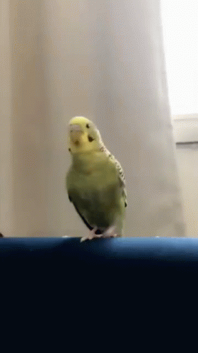 A Small Yellow Parrot Is Standing On A Blue Ledge GIF