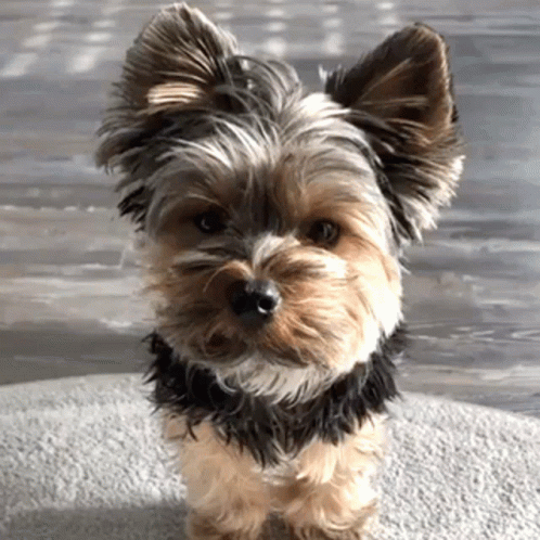 A Small Yorkshire Terrier Is Looking At The Camera GIF
