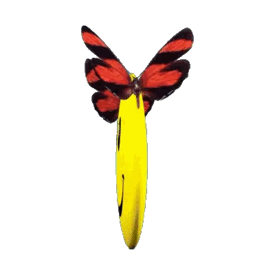 a smiley face with two butterflies on it 's head