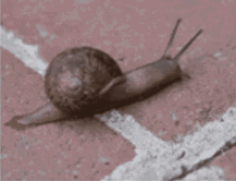 A Snail Is Crawling Along A White Line On A Concrete Surface GIF