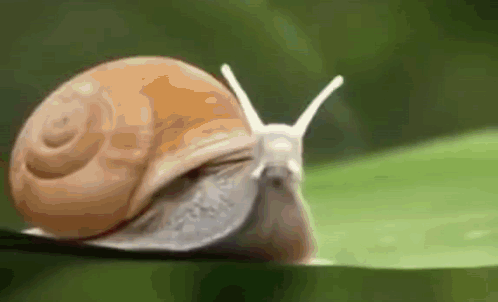 A Snail Is Crawling On A Green Leaf . GIF