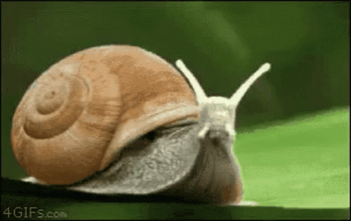 A Snail Is Crawling On A Green Leaf With A 4Gifs.com Logo In The Corner . GIF