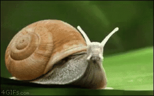 A Snail Is Crawling On A Green Leaf With The Website 4Gifs.com In The Background GIF