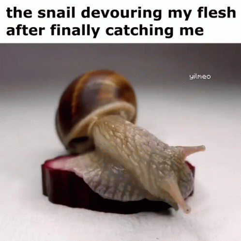 A Snail Is Crawling On A Piece Of Fruit With The Caption " The Snail Devouring My Flesh After Finally Catching Me GIF
