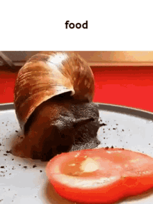 A Snail Is Crawling On A Plate With A Slice Of Tomato Next To It . GIF