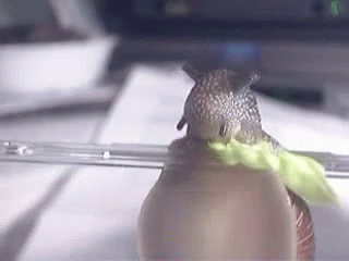 A Snail Is Eating A Leaf Of Lettuce In A Plastic Container . GIF