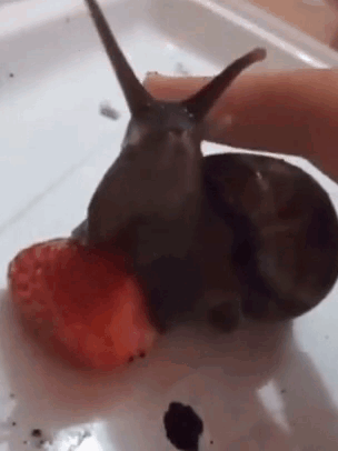 A Snail Is Eating A Strawberry From A Person 'S Finger . GIF