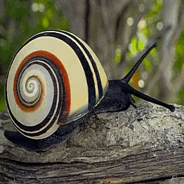 A Snail With A Colorful Shell Is Crawling On A Wooden Fence Post . GIF