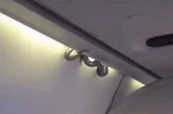 A Snake Is Crawling Through The Ceiling Of A Plane . GIF