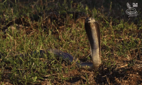 A Snake Is Standing In The Grass With A Film Snake Logo Behind It GIF