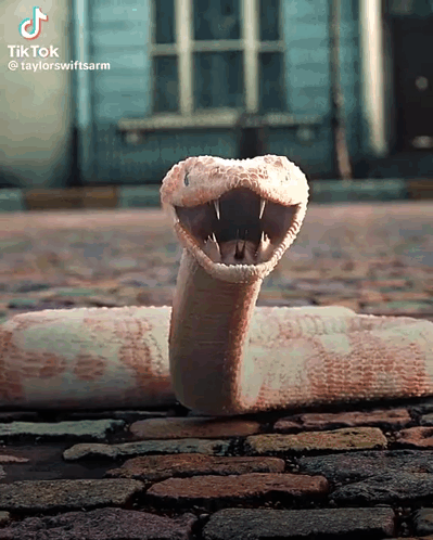 A Snake With Its Mouth Open On A Cobblestone Road GIF