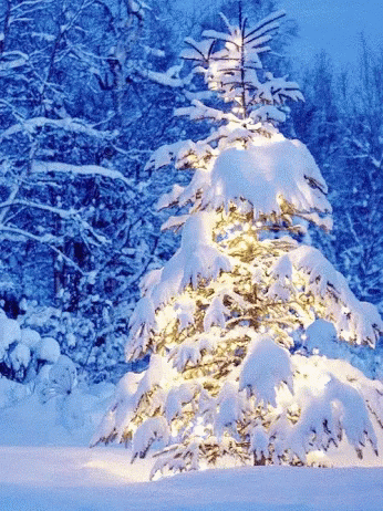 A Snow Covered Christmas Tree Is Lit Up In The Snow GIF