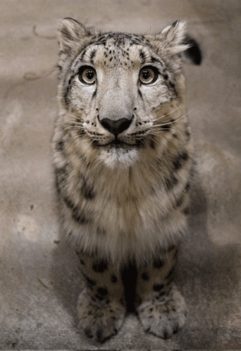 A Snow Leopard Cub Is Looking Up At The Camera GIF