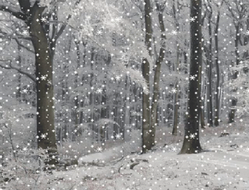 A Snowy Forest With Trees Covered In Snow And Snowflakes Falling GIF