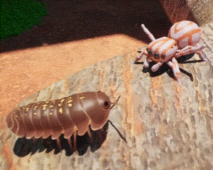 A Spider And A Bug Are Standing Next To Each Other On A Piece Of Wood GIF