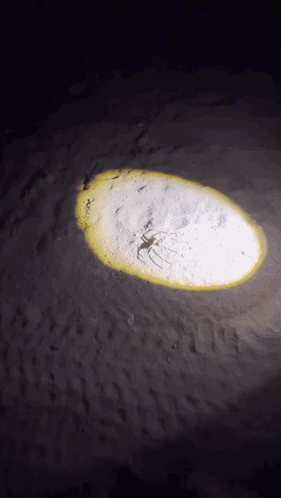A Spider Is Crawling On The Ground Under A Flashlight GIF