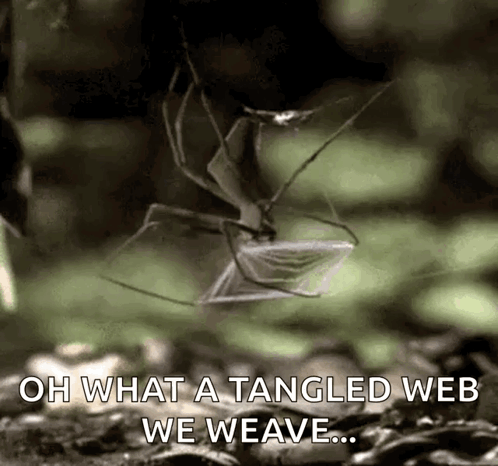 A Spider Is Eating Another Spider In A Web . GIF