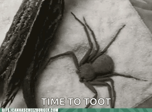 A Spider Is Sitting On A Napkin With The Words Time To Toot Written Below It GIF