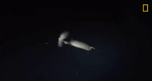A Squid Is Swimming In The Dark With A Yellow Border . GIF