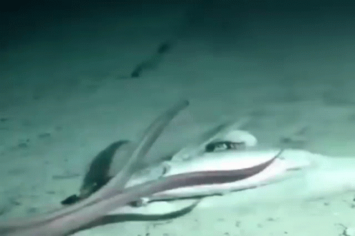 A Squid Is Swimming In The Ocean With A Fish In The Background . GIF