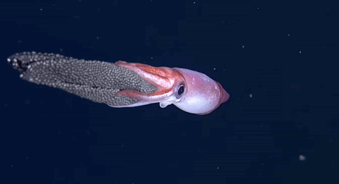 A Squid Is Swimming In The Ocean With A Long Tail . GIF