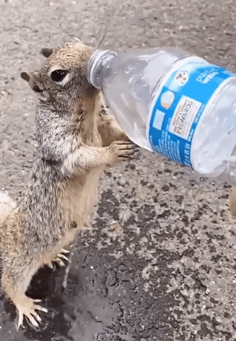 A Squirrel Is Drinking From A Bottle That Says Sierra Mist GIF
