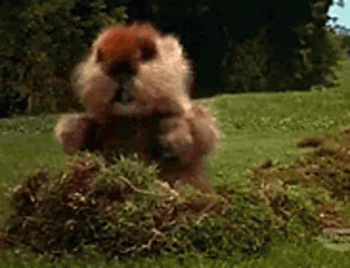 A Squirrel Is Eating Grass In A Field . GIF