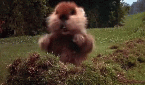 A Squirrel Is Jumping Out Of A Hole In The Ground GIF